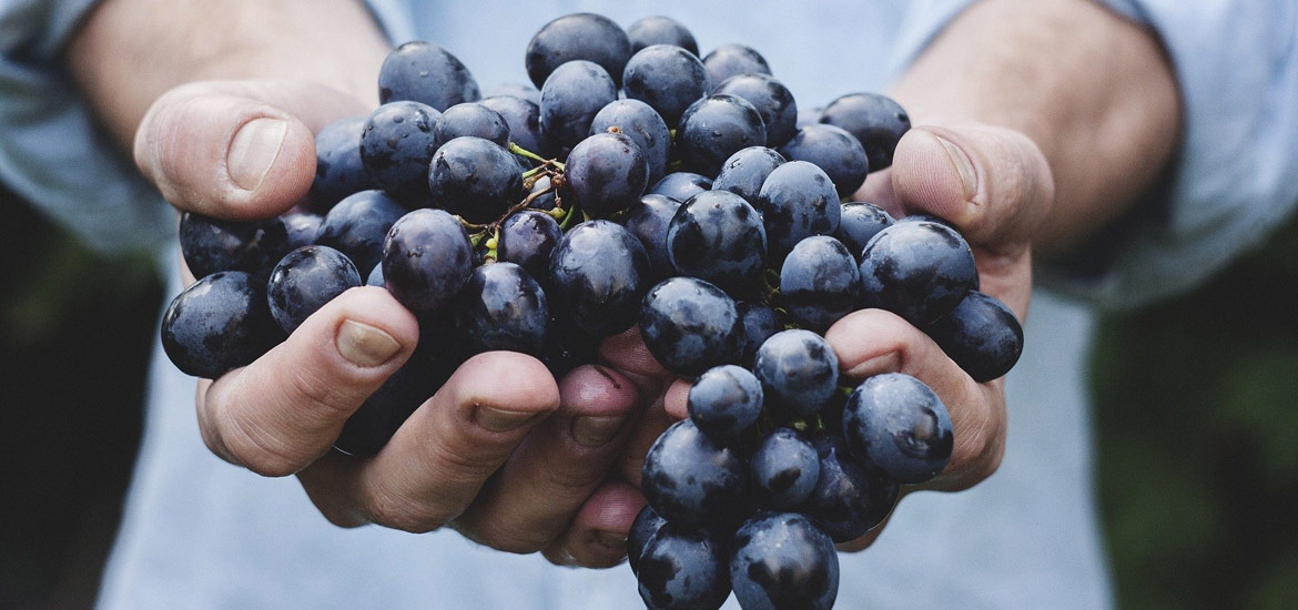 Noviembre 2022 . Próxima convocatoria. Curso Fitosanitario. Nivel básico.